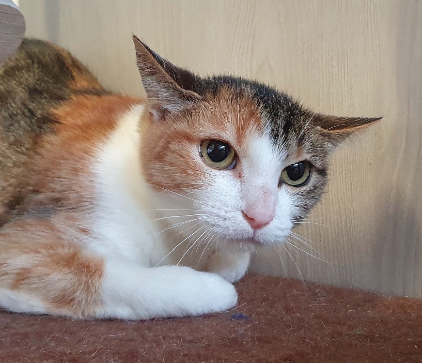 Animal à l'adoption