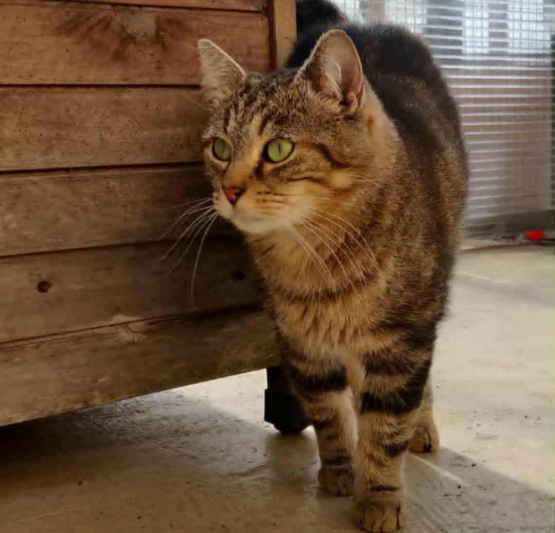Animal à l'adoption