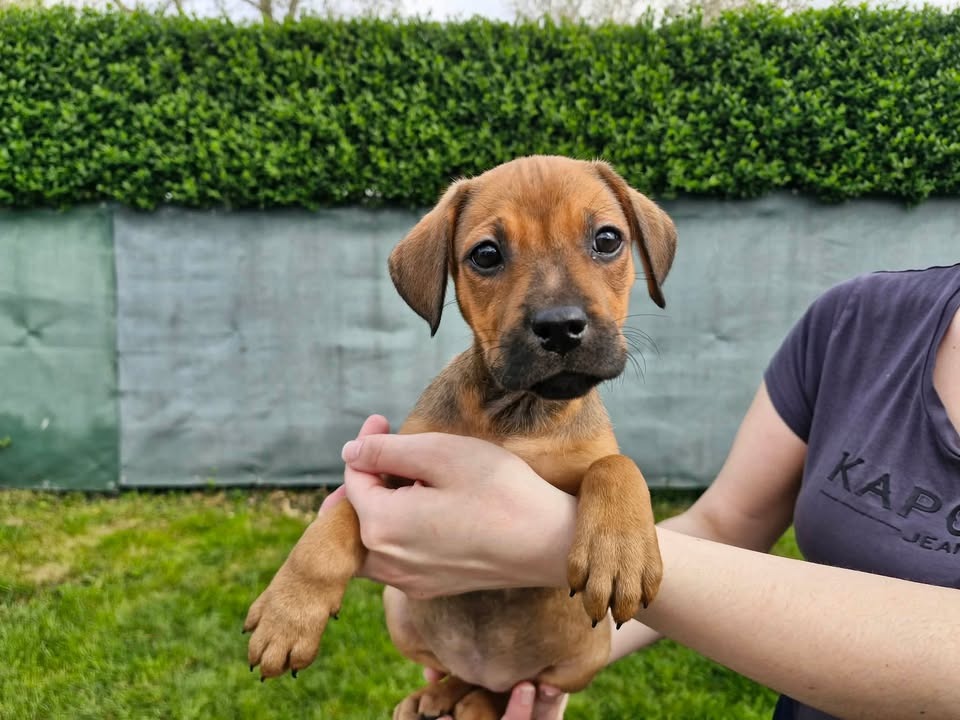 Animal à l'adoption