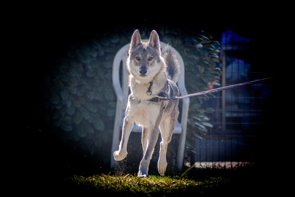 Animal à l'adoption