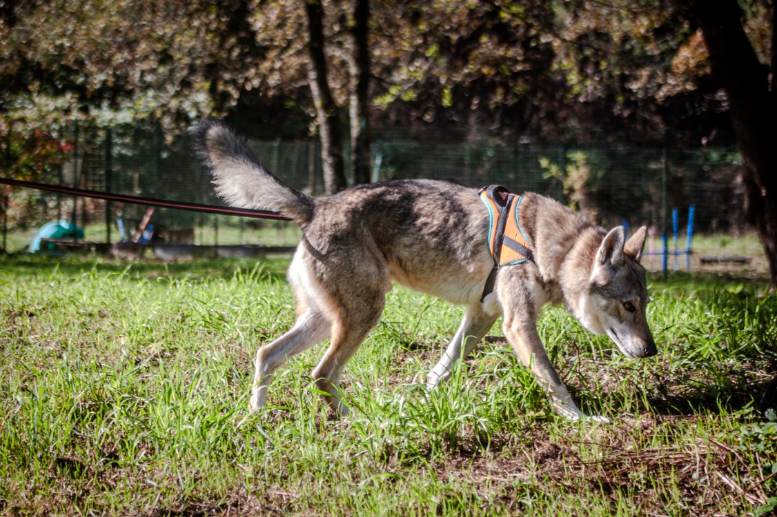 Photo de Alpha