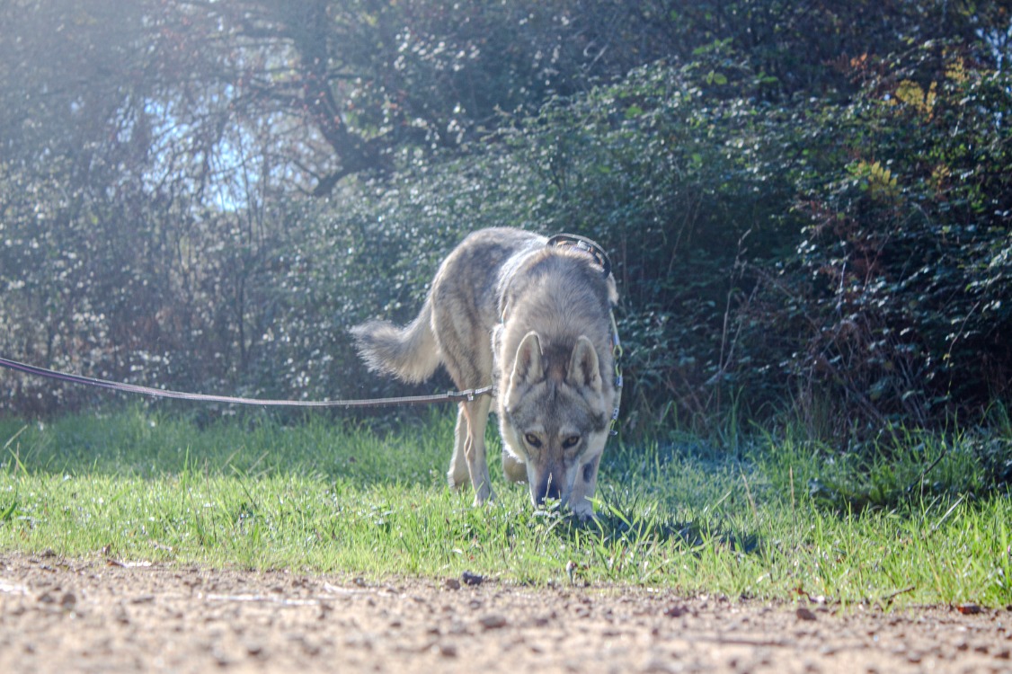 Photo de Alpha
