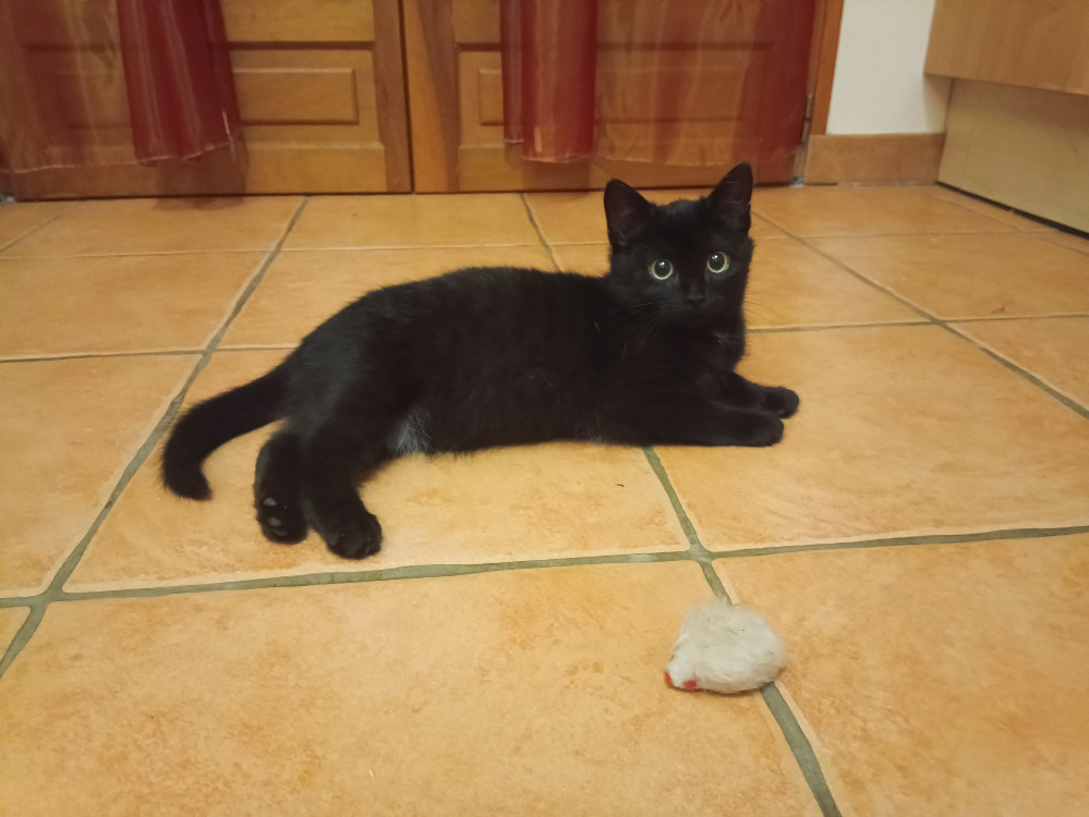 Animal à l'adoption