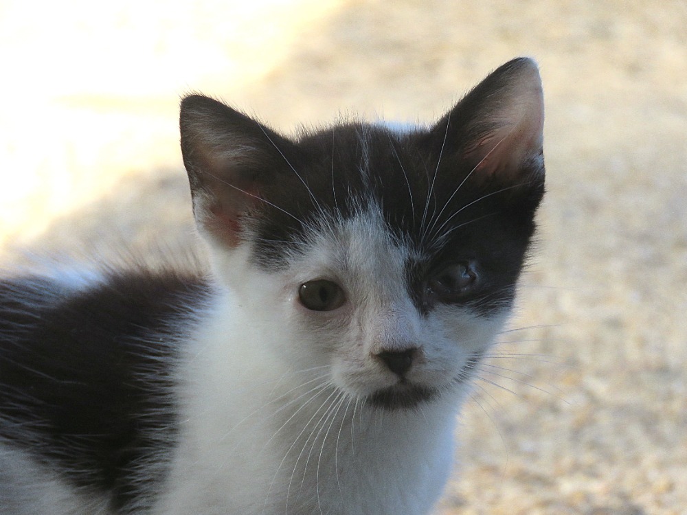 Animal à l'adoption