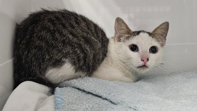 Animal à l'adoption