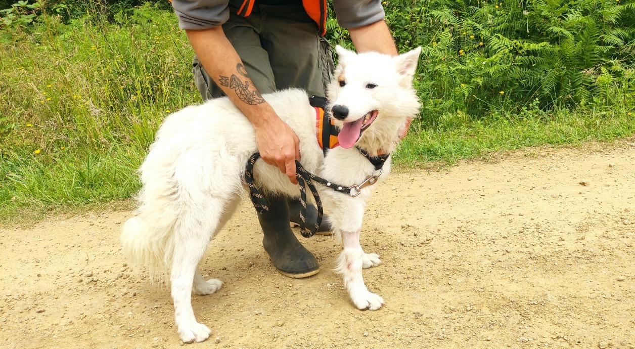 Animal à l'adoption