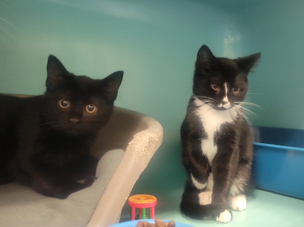 Animal à l'adoption