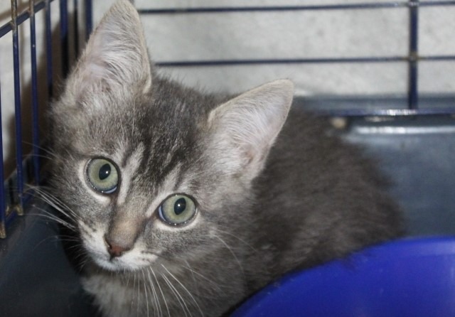 Animal à l'adoption