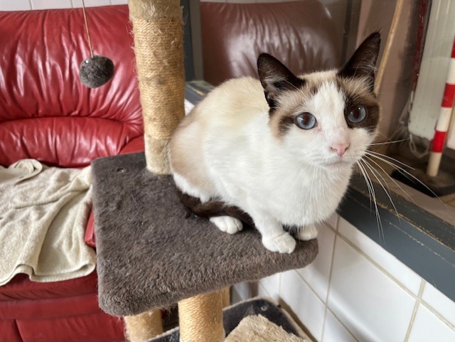 Animal à l'adoption