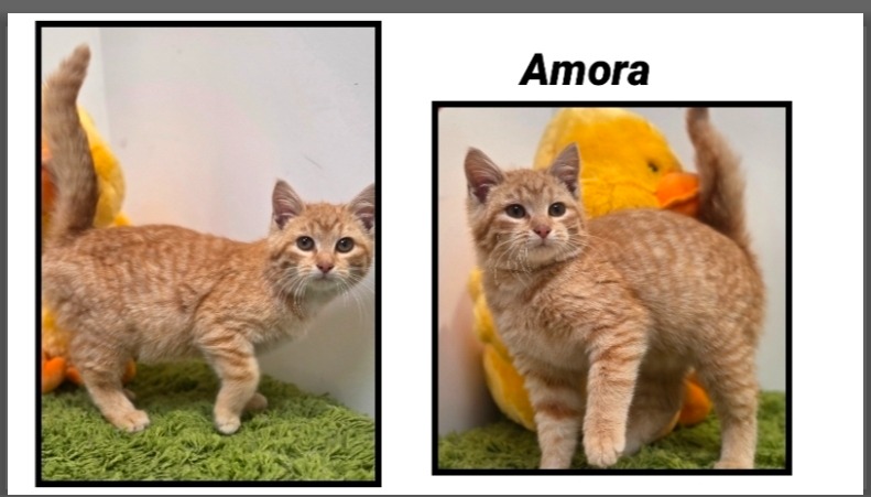 Animal à l'adoption