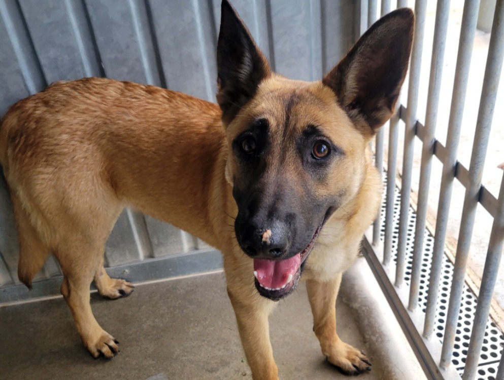 Animal à l'adoption