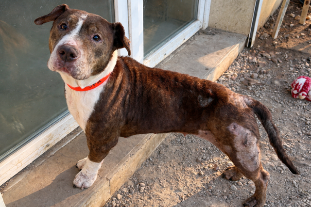 Ana paa24184 ex nala