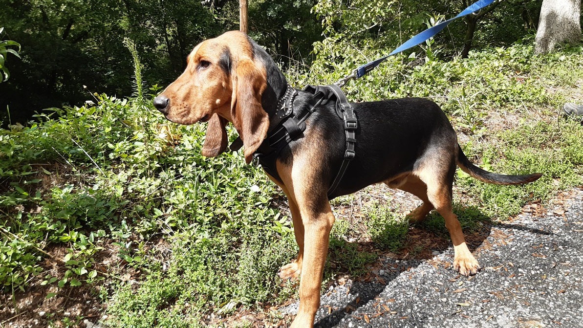 Animal à l'adoption
