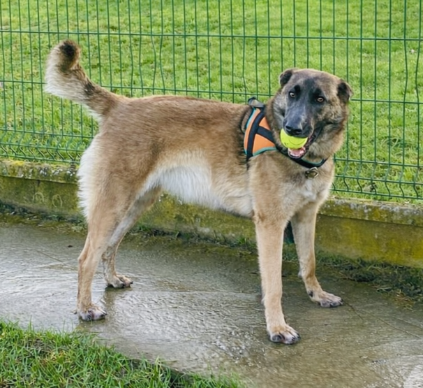 Animal à l'adoption