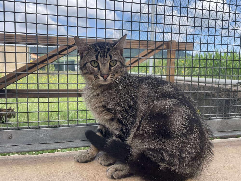 Animal à l'adoption