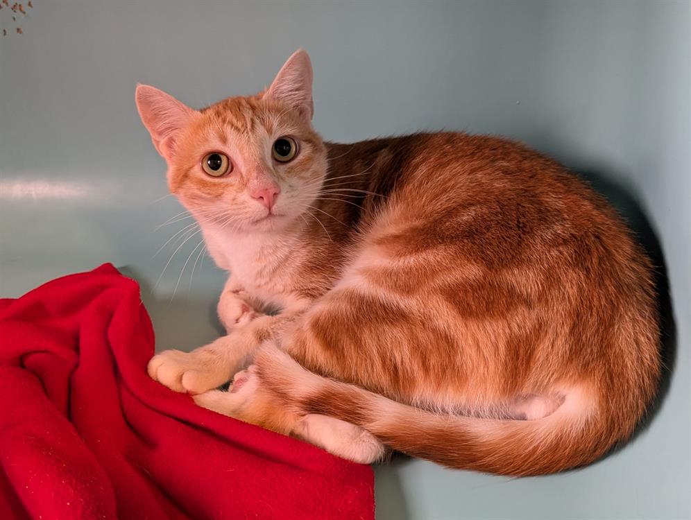 Animal à l'adoption