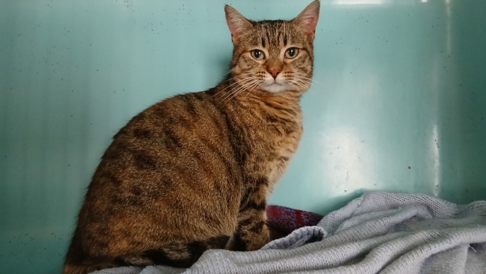 Animal à l'adoption