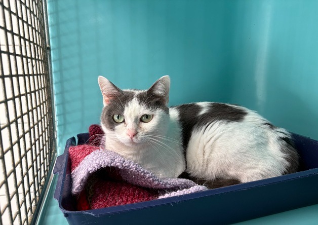 Animal à l'adoption