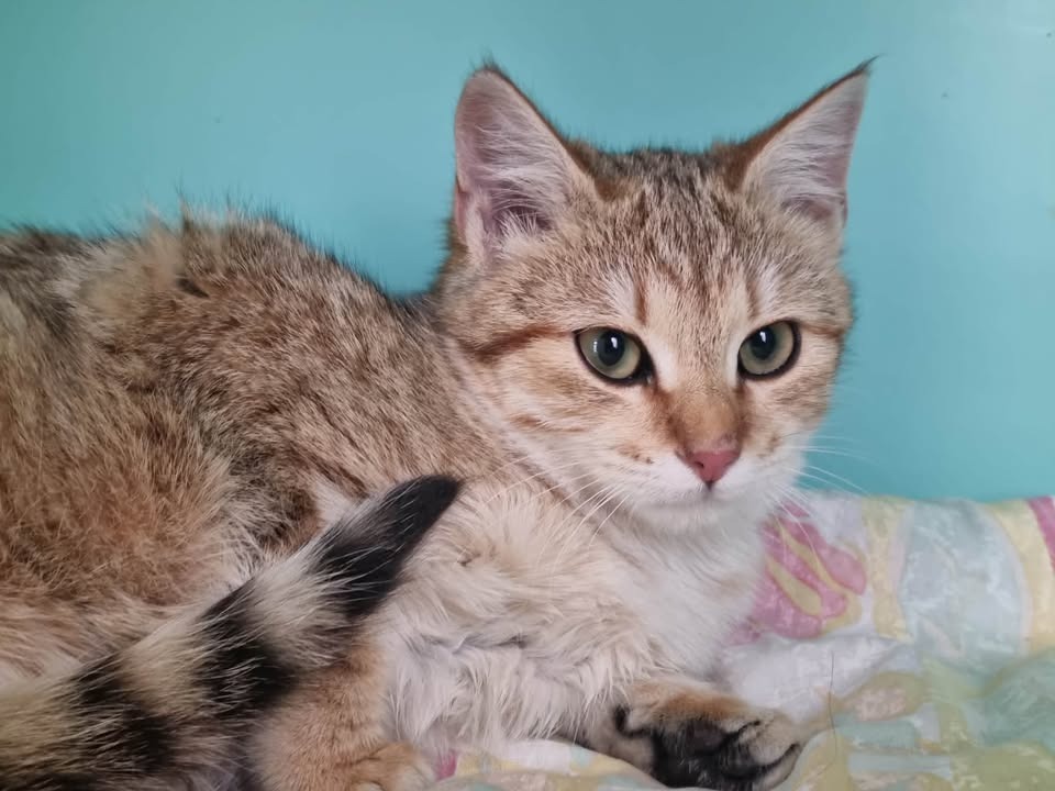 Animal à l'adoption