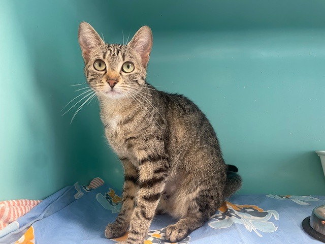 Animal à l'adoption