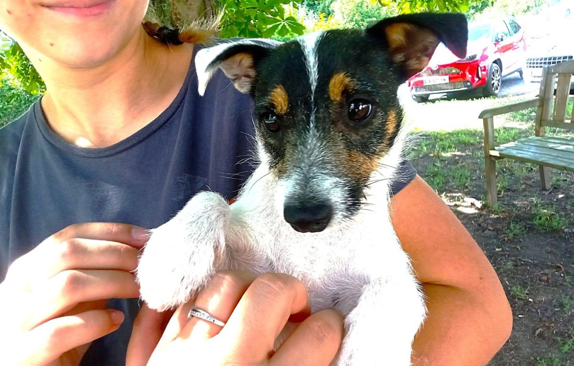 Animal à l'adoption