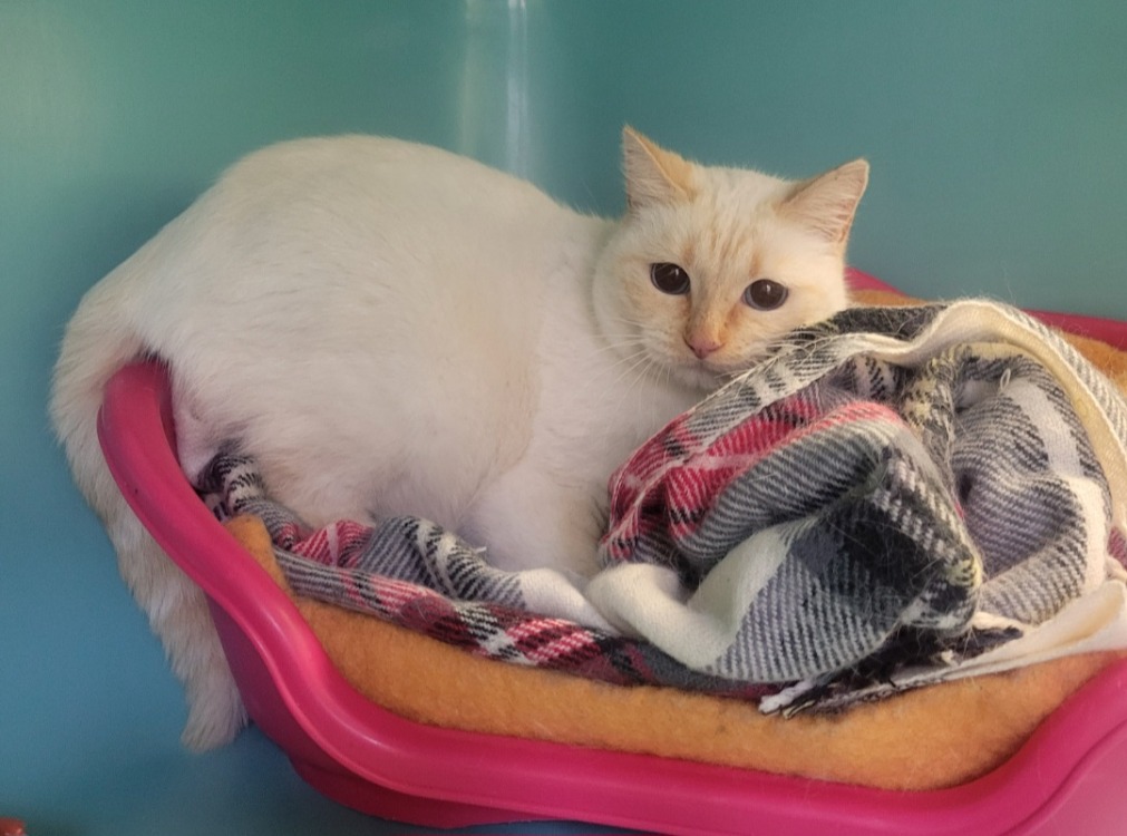 Animal à l'adoption