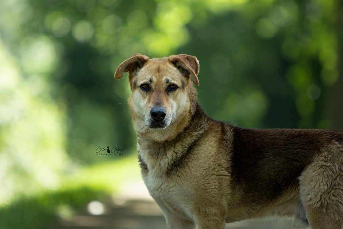 Animal à l'adoption