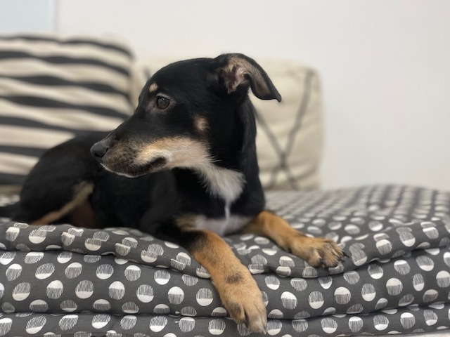 Animal à l'adoption