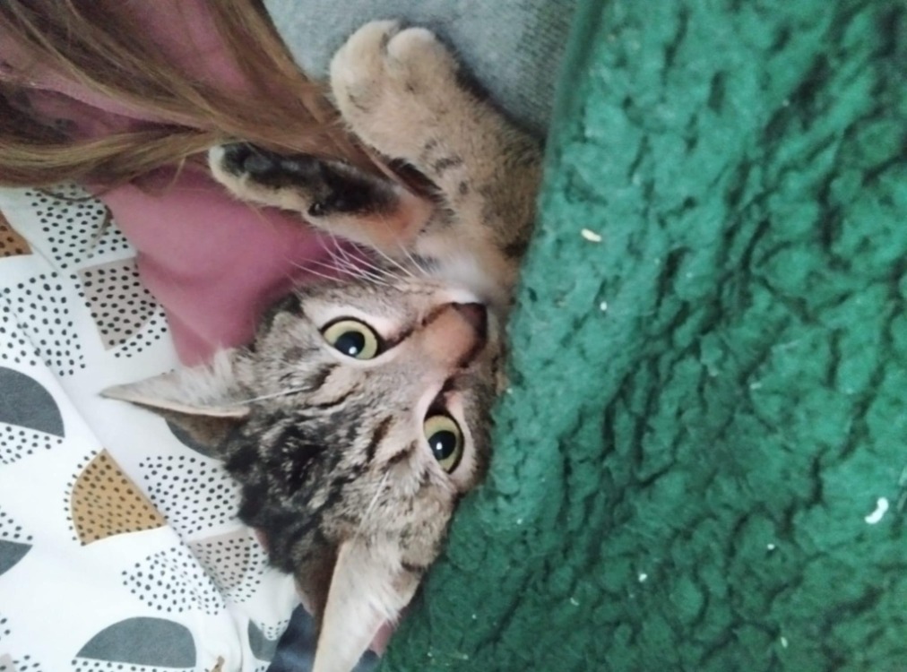 Animal à l'adoption