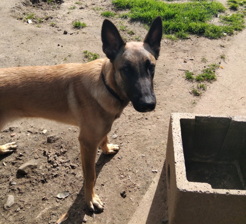 Photo de Apollo