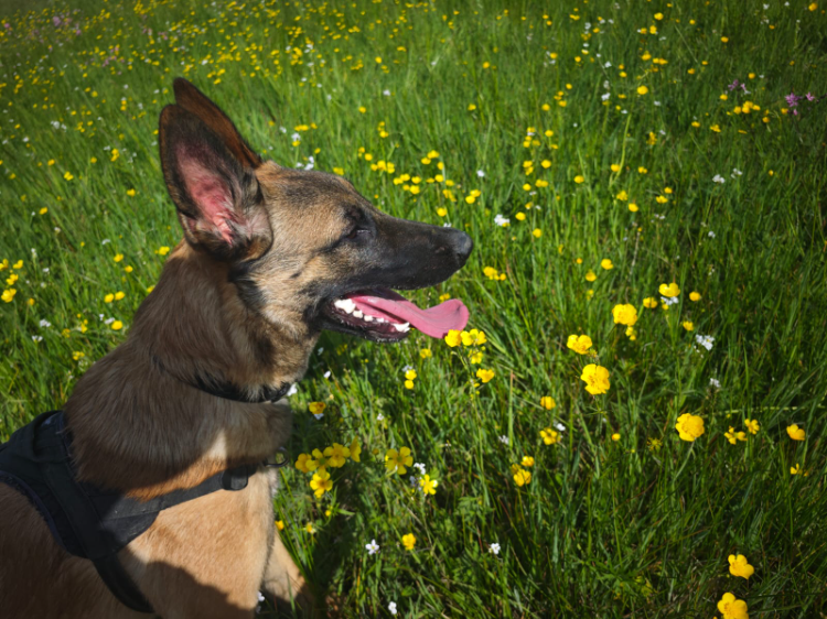 Photo de Apollo