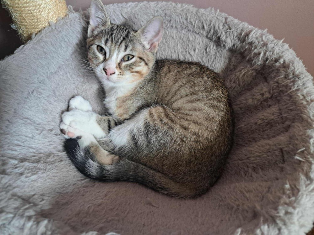 Animal à l'adoption