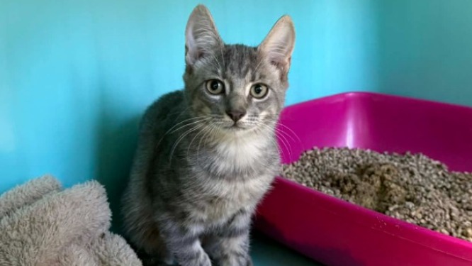 Animal à l'adoption