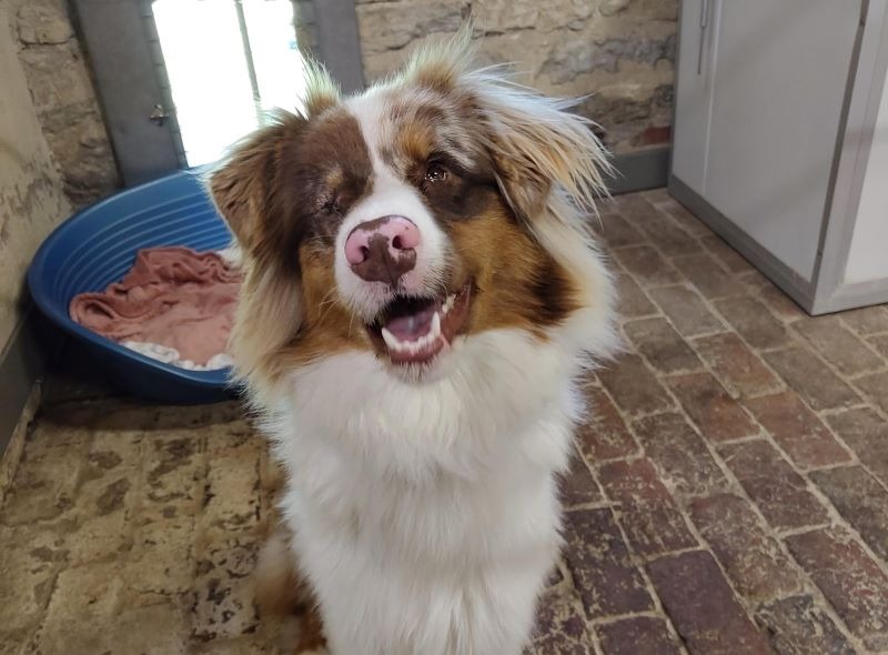 Animal à l'adoption