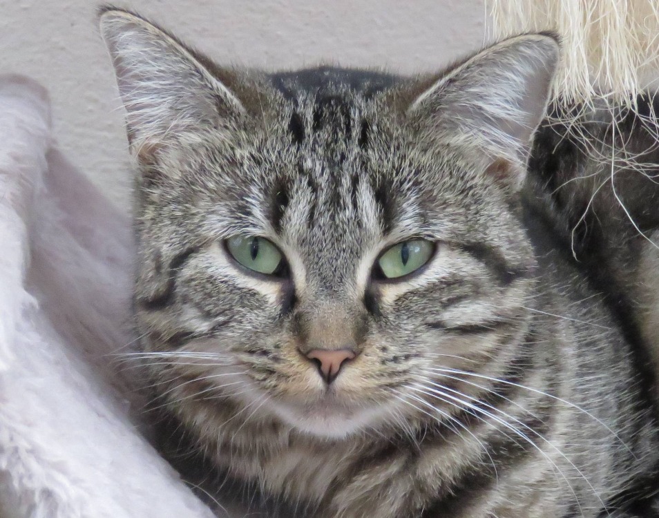 Animal à l'adoption
