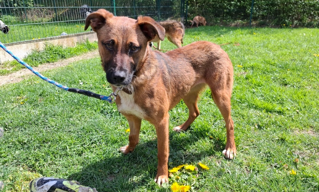 Animal à l'adoption