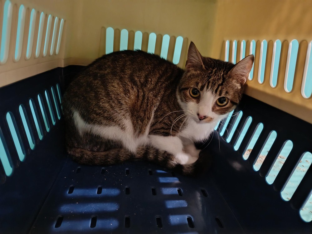 Animal à l'adoption