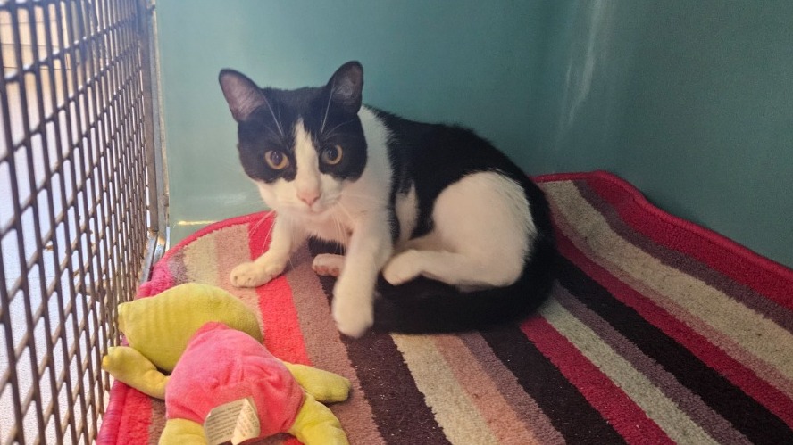 Animal à l'adoption