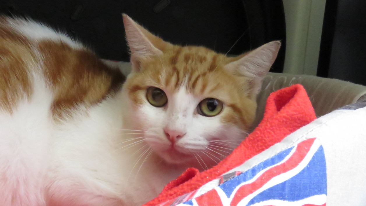 Animal à l'adoption