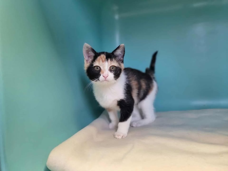 Animal à l'adoption
