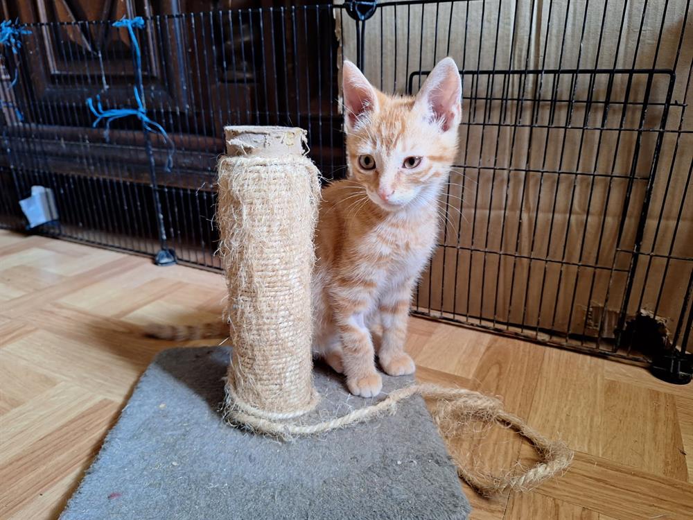 Animal à l'adoption
