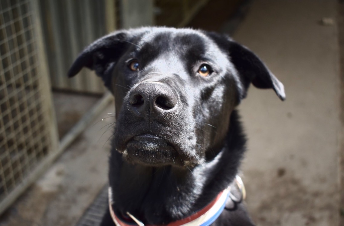 Animal à l'adoption