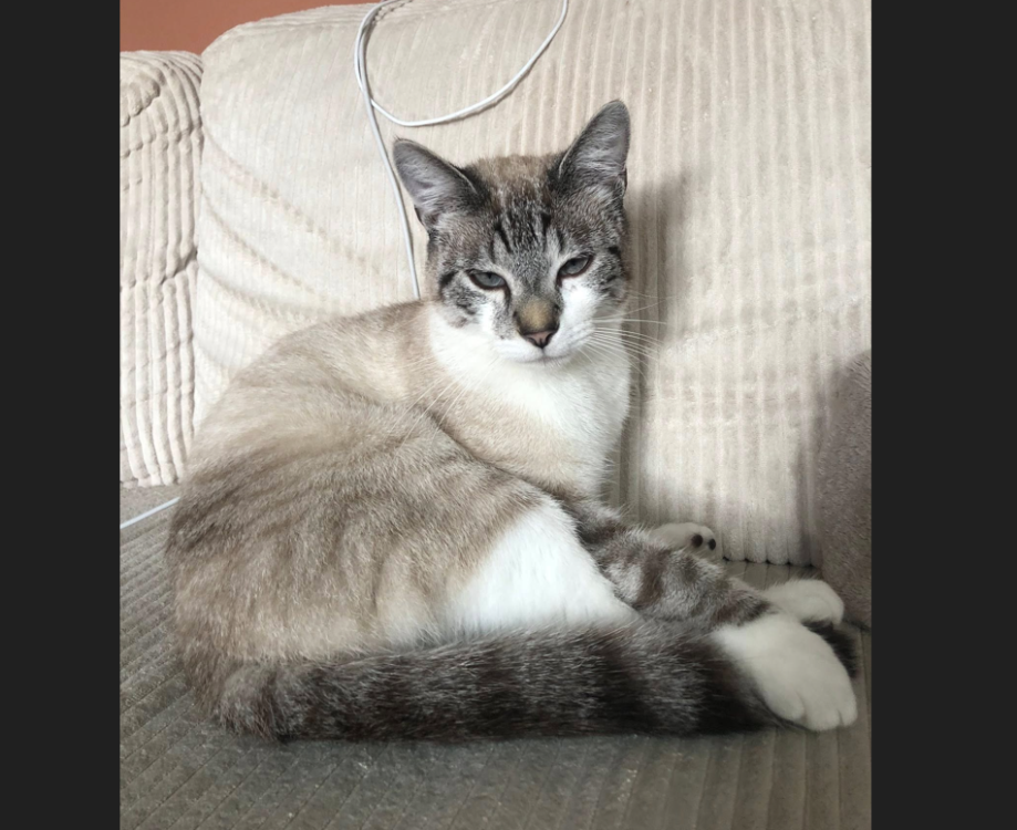 Animal à l'adoption