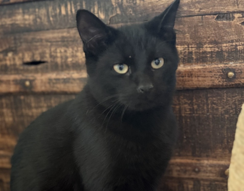Animal à l'adoption