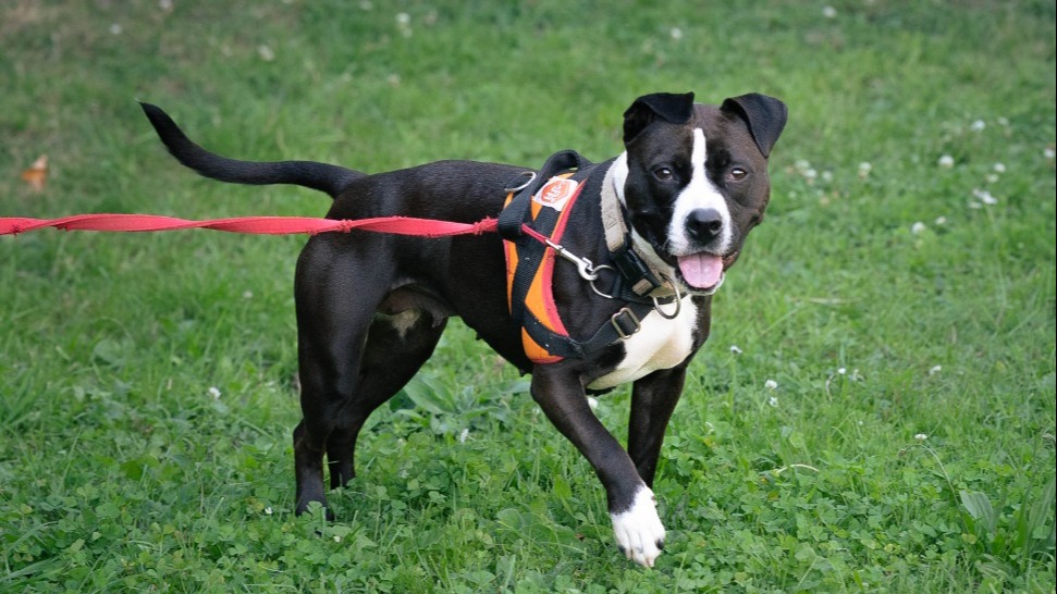 Animal à l'adoption