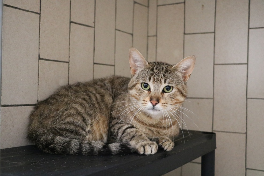 Animal à l'adoption