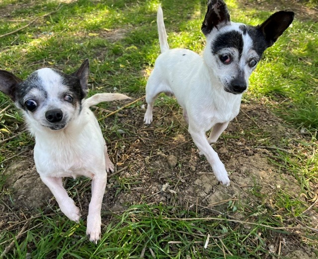 Animal à l'adoption