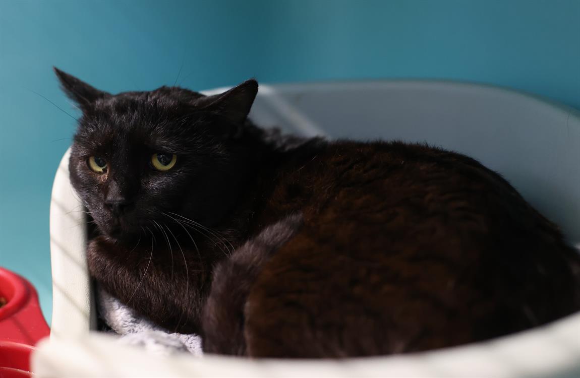 Animal à l'adoption