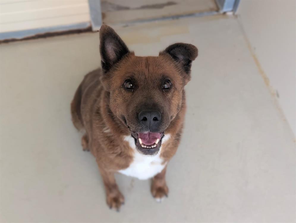 Animal à l'adoption