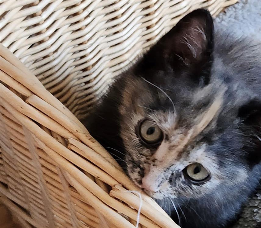 Animal à l'adoption